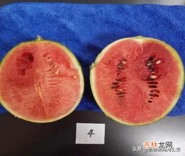 怎么分辨打针西瓜图片 打针的西瓜图片