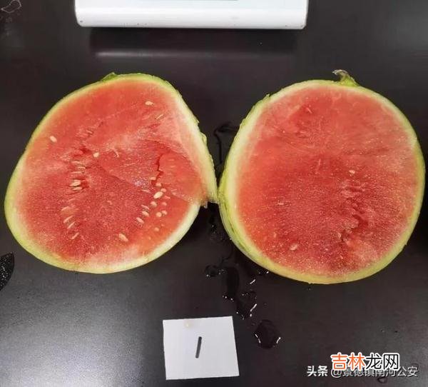 怎么分辨打针西瓜图片 打针的西瓜图片