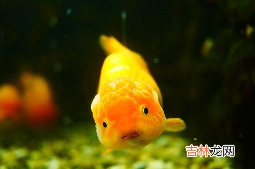 双鱼女的强大和决绝,有什么表现