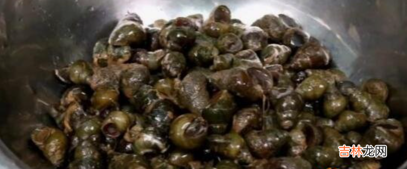 田螺怎么洗最快最干净-特别脏的田螺怎么洗干净青苔?