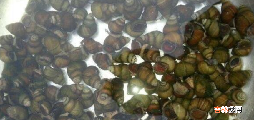 田螺怎么洗最快最干净-特别脏的田螺怎么洗干净青苔?