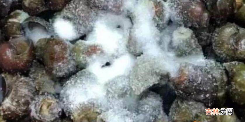 田螺怎么洗最快最干净-特别脏的田螺怎么洗干净青苔?