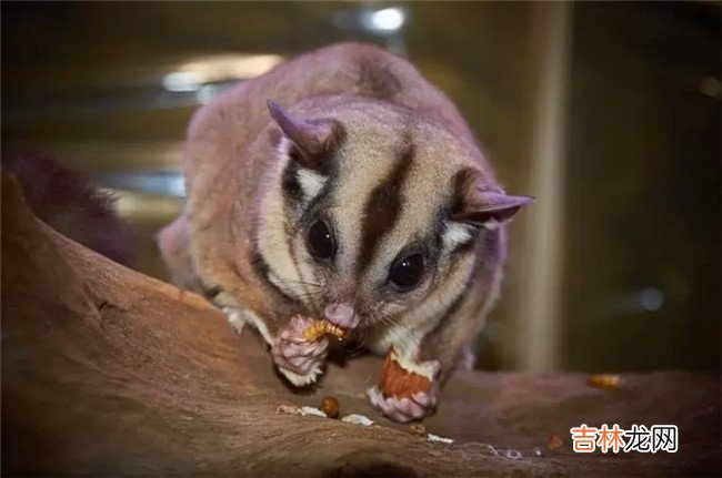 世界上最美的十大夜行动物 第一名还被当做宠物