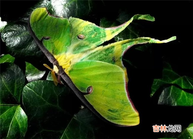 世界上最美的十大夜行动物 第一名还被当做宠物