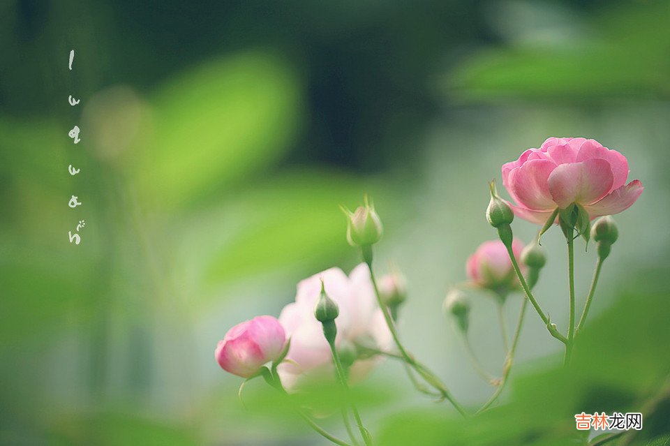 蔷薇花什么时候开花 蔷薇什么时候开花 蔷薇花的