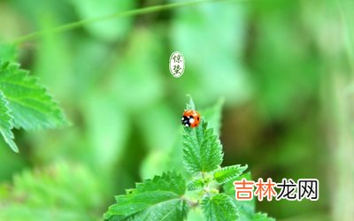 缺金起名：2020年惊蛰出生男孩五行缺金起名