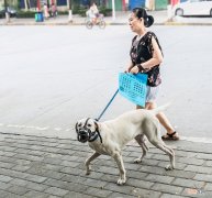 猴和狗相配吗婚姻 鸡和狗的属相能婚配吗