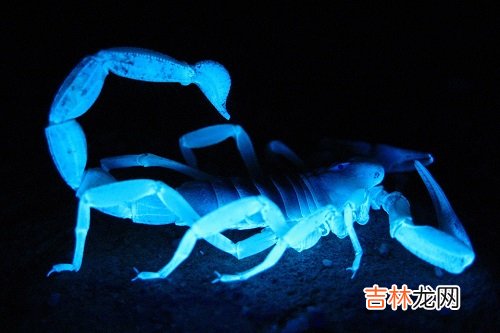 11月天蝎比10月天蝎凶,具体表现在哪方面