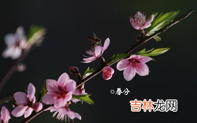 2020鼠年春分节气后一天出生的宝宝起名字大全