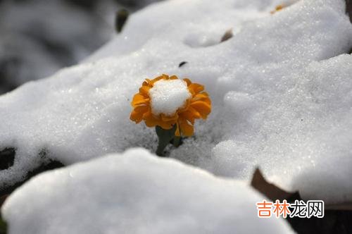 属猪的生肖在小雪节气出生命运如何，好不好？