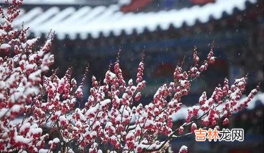 2019年小雪出生的猪宝宝是什么星座,性格命运好不好?