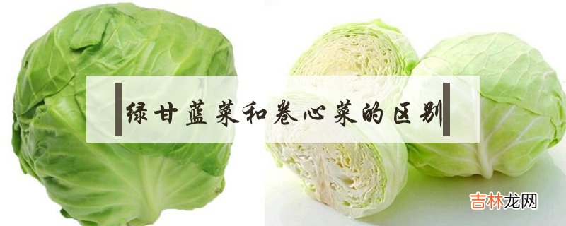 绿甘蓝菜和卷心菜的区别