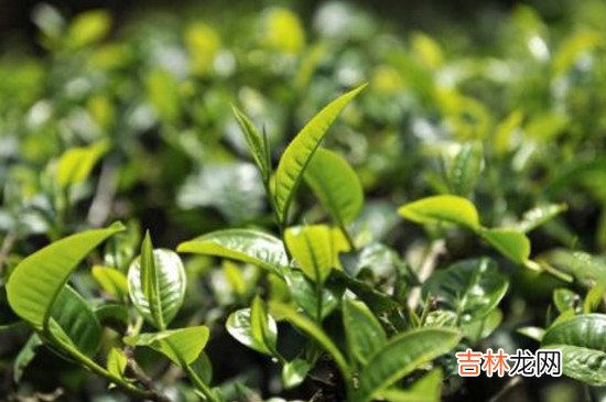 雨前龙井是绿茶吗