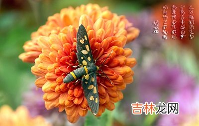 惊蛰节气吃什么？属羊的人惊蛰节气出生好吗？