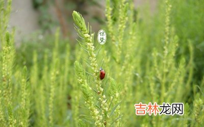 惊蛰节气计算方法，生肖属蛇的人惊蛰节气出生好吗？