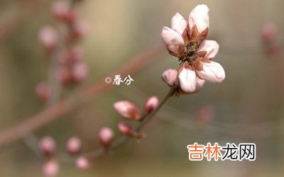 生肖属狗出生在春分节气的人是不是命很不好？