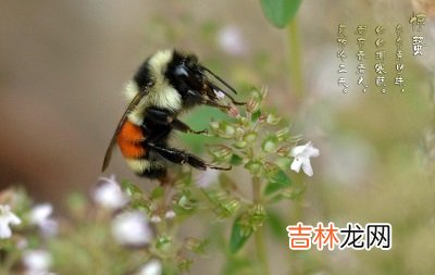 生肖龙年惊蛰节气出生的人一生命运顺不顺？