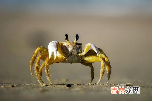 巨蟹座2020年水逆时间表,运势有什么表现