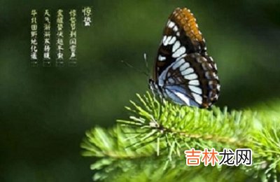 惊蛰有什么禁忌？生肖兔出生在惊蛰节气命运怎么样？