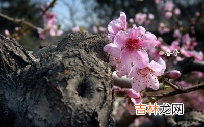 属虎的人春分节气出生命运怎样？春分习俗有哪些？