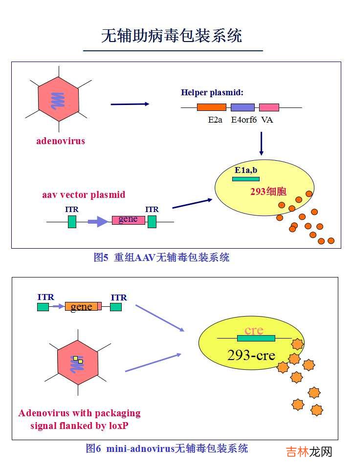 载体是什么意思造句 载体是什么意思