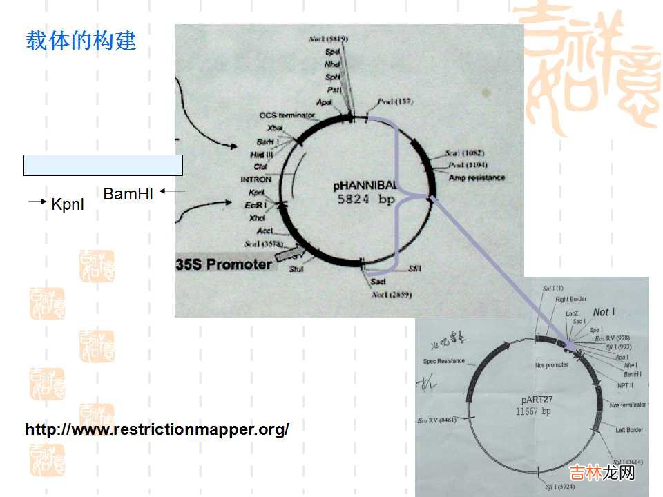 载体是什么意思造句 载体是什么意思