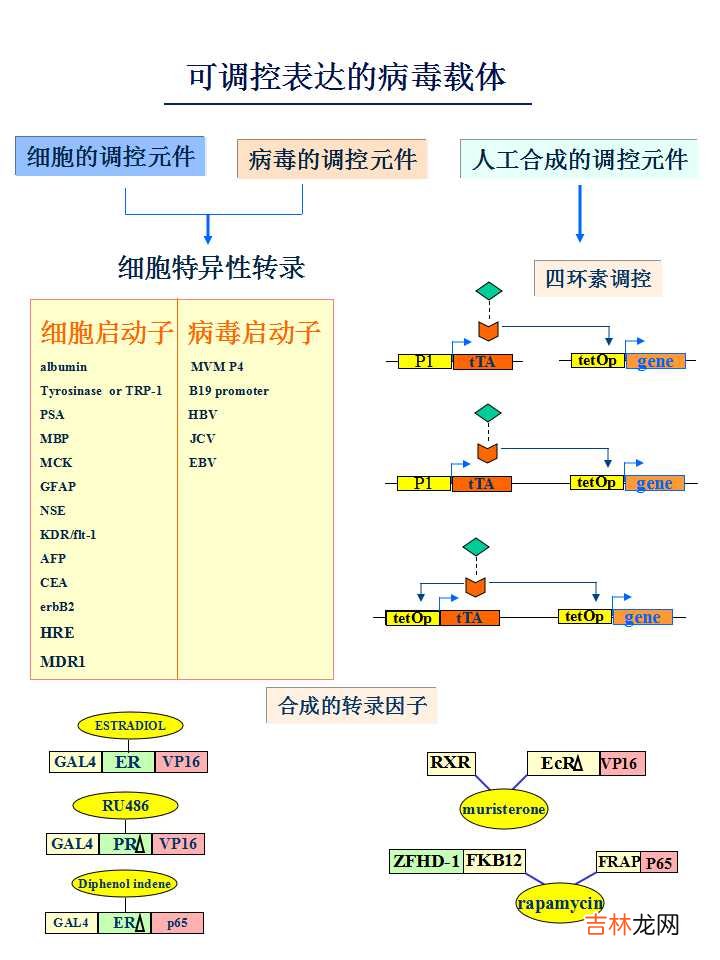 载体是什么意思造句 载体是什么意思