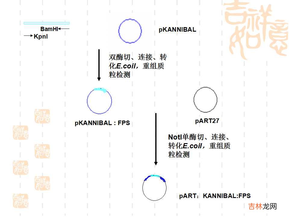 载体是什么意思造句 载体是什么意思