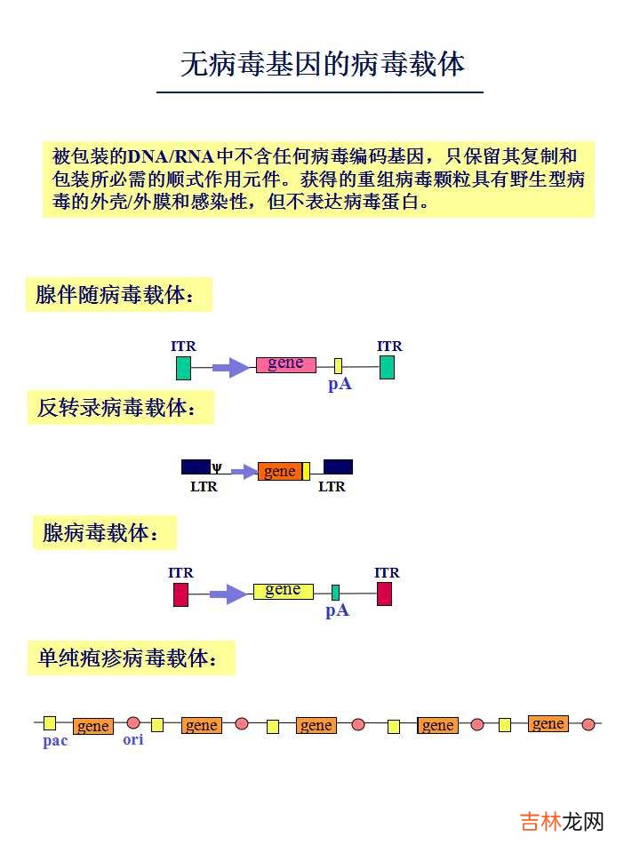 载体是什么意思造句 载体是什么意思