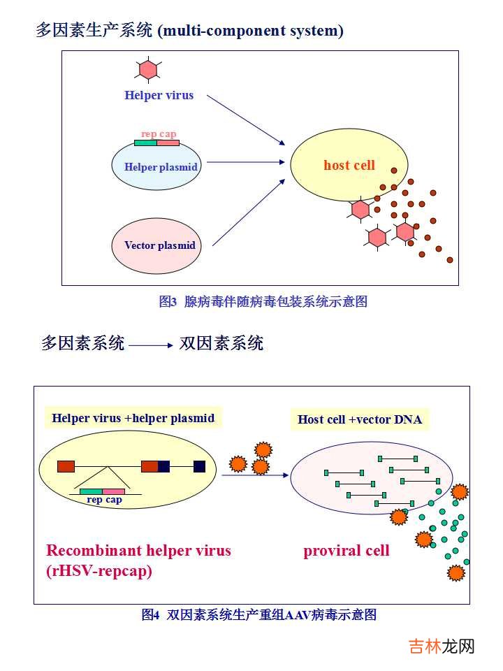 载体是什么意思造句 载体是什么意思