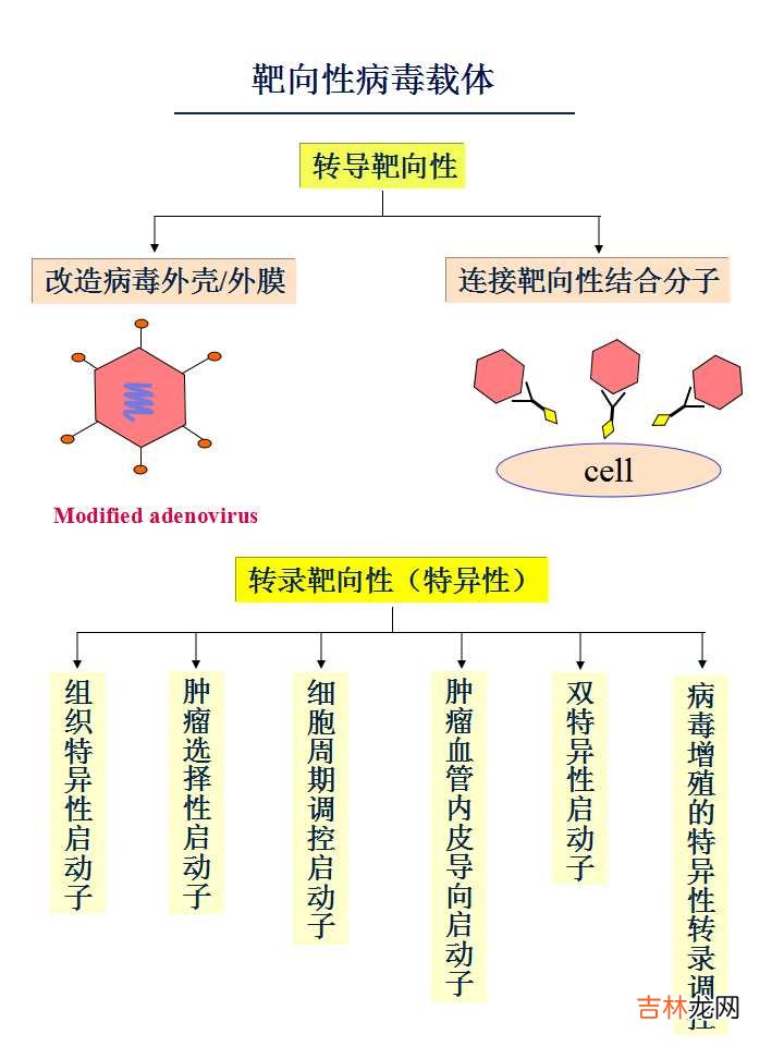 载体是什么意思造句 载体是什么意思