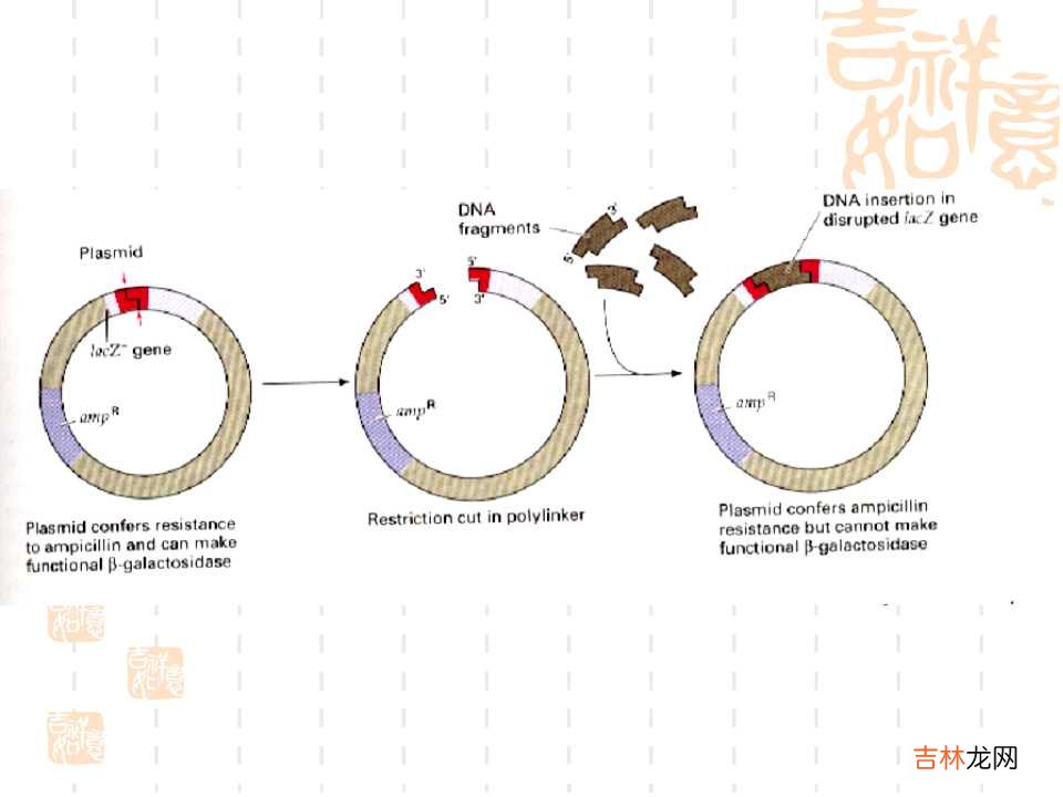 载体是什么意思造句 载体是什么意思