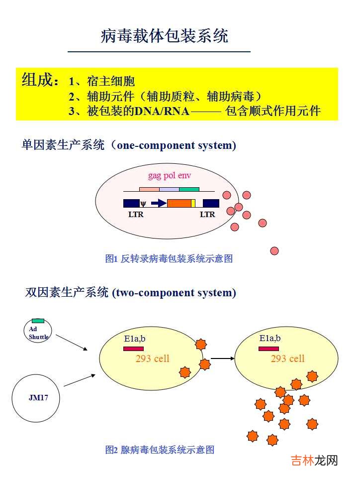 载体是什么意思造句 载体是什么意思