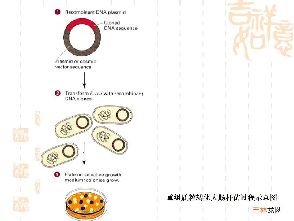 载体是什么意思造句 载体是什么意思