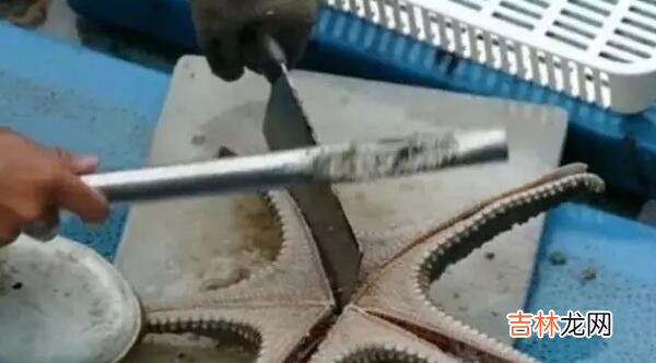 海星的正确食用方法 海星怎么吃