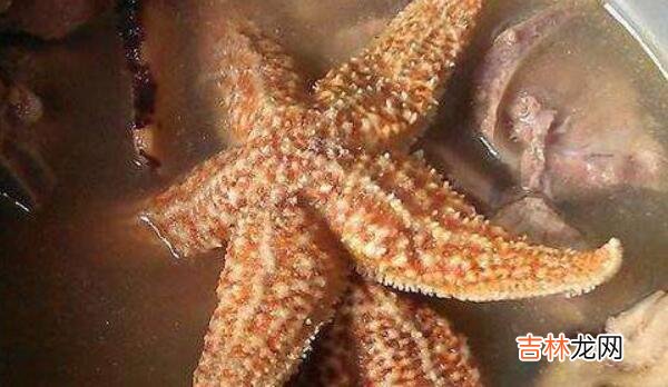 海星的正确食用方法 海星怎么吃