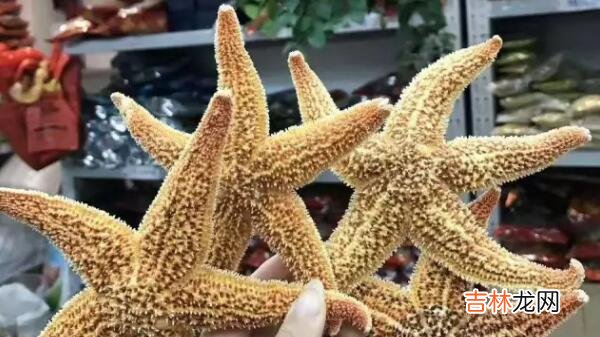 海星的正确食用方法 海星怎么吃