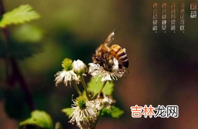 2020年惊蛰节气怀孕好吗?这天怀孕什么时候生?