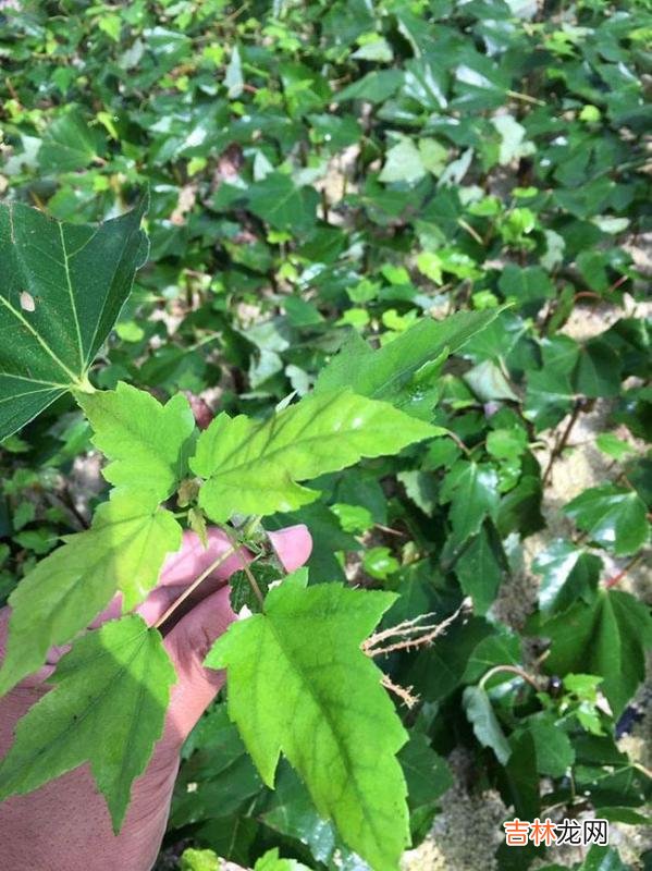 美国红枫养殖 美国红枫种植技术美国