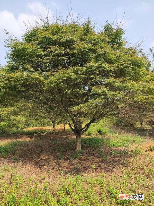 美国红枫养殖 美国红枫种植技术美国