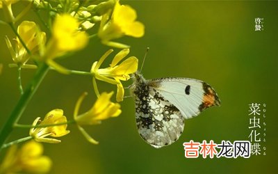 2020年惊蛰出生是纯阴命吗？惊蛰节气出生的宝宝好吗？