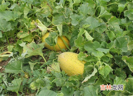 哈密瓜热量和糖分高吗-哈密瓜吃了会胖吗？