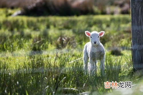 白羊座喜欢乖乖女吗，白羊喜欢什么特质