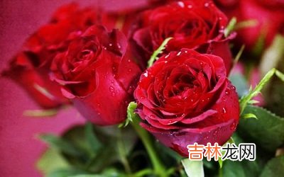 生肖属羊2月14日情人节出生的人命运怎么样？