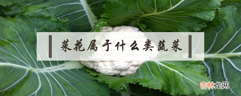 菜花属于什么类蔬菜