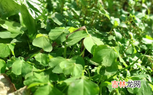 属牛和属狗的婚姻怎么样