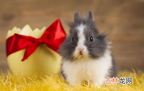 87属兔和88属龙不合吗
