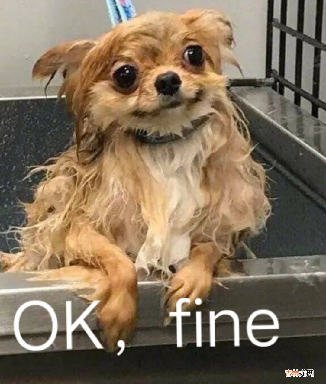 舔狗星座的一生,何其壮哉