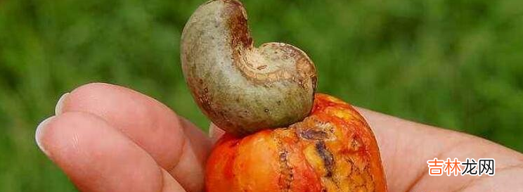 腰果价格多少钱一斤 腰果的功效与作用禁忌