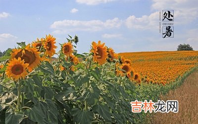 2020庚子鼠年七月初四处暑节气出生的宝宝命怎么样？